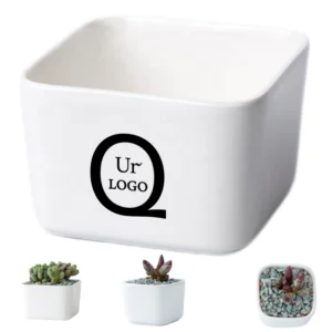 small succulent planters